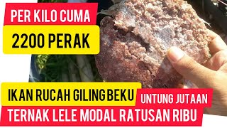 Cara Memberikan Ikan Rucah untuk Pakan Lele - How to feed catfish with alternatif feeder