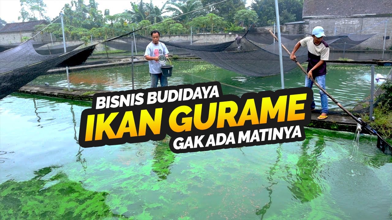 INSPIRASI BUDIDAYA IKAN GURAME YANG TIDAK ADA MATINYA DARI POKDAKAN LESTARI ABADI KEDIRI