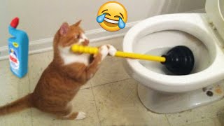 FUNNY THE CAT SCRUBBING THE TOILET IS SO SILLY  The BEST Funny cats and dogs videos 2024