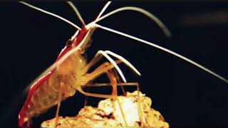 Viral bunyi udang di dasar laut