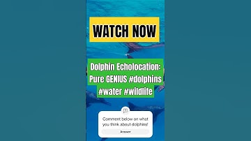 Dolphin Echolocation: Pure GENIUS #dolphins #water #wildlife