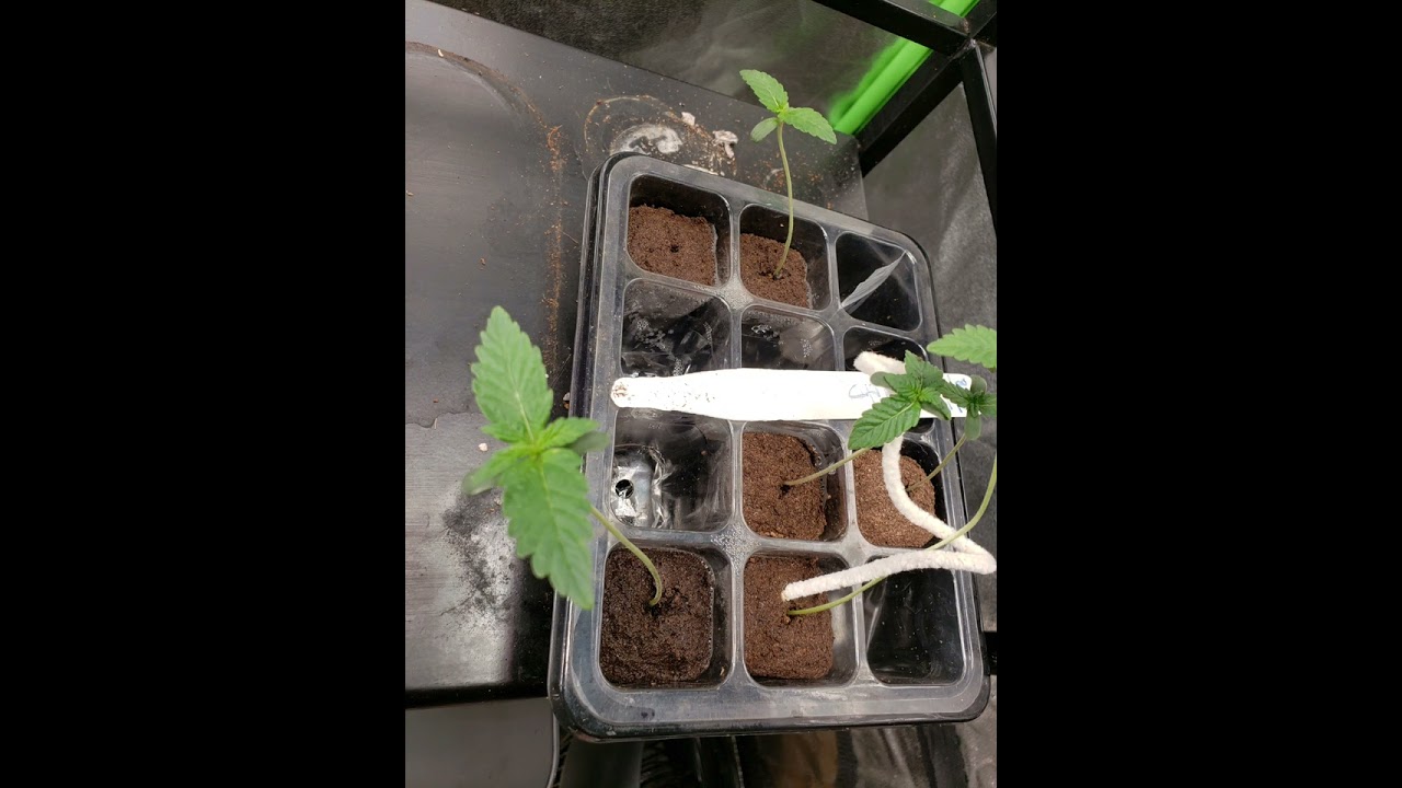 started over tent progress wow boomer learning to grow series