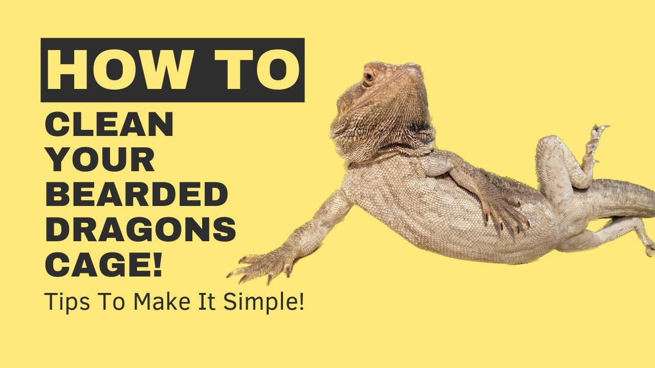 How To Clean And Sanitize Your Bearded Dragons Cage YouTube