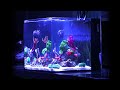 Weekly Maintenance on Nano Reef Tank &amp; Fish Update (No Skimmer) | Blue Reef Tank
