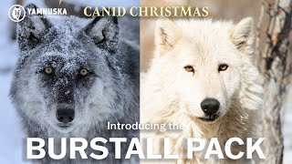 MEET THE BURSTALL PACK! Canid Christmas at Yamnuska Wolfdog Sanctuary
