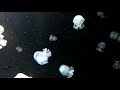Jellyfish Swimming - Royalty Free Stock Footage