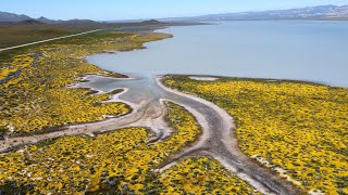 Carrizo Plains 2023 EP1  Wild Flowers  Dry Lake Bed  Impassable Roads