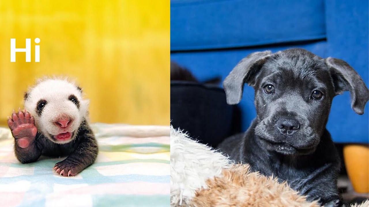 cute animals videos || Animals SOO Cute videos - YouTube