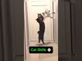 CAT Skills 💀 #cat #catvideos #catskills  #catshorts