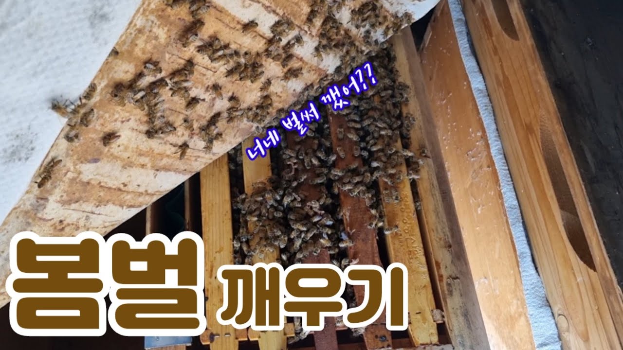 01월 22일 봄벌깨우기(1번 벌통)