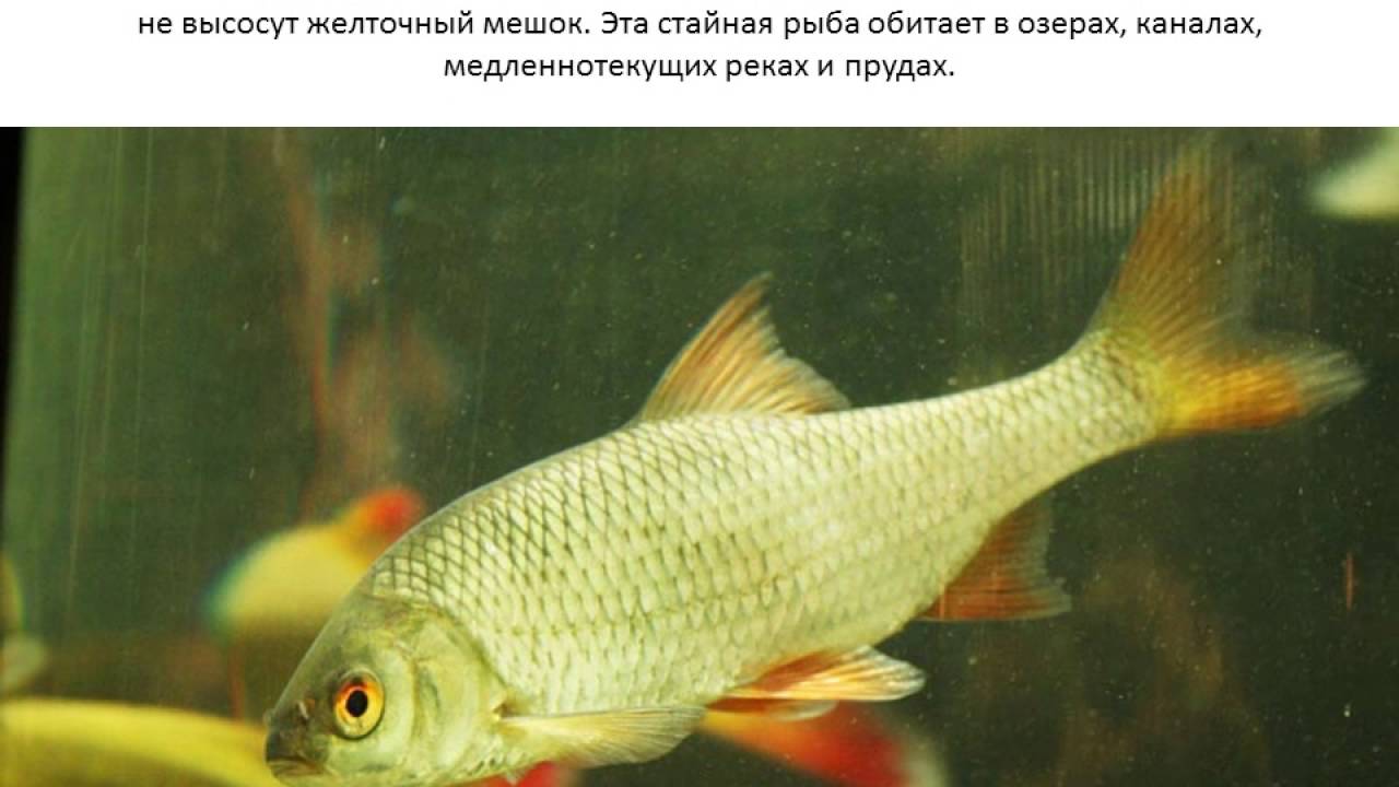 Фото Рыбы С Красными Плавниками