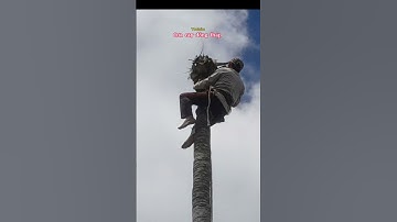 Cưa đọt cây dừa @ cuacaydongthap