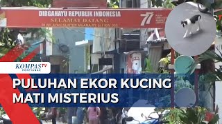 Warga Sunter Agung Dihebohkan Puluhan Ekor Kucing Mati Mendadak, Bangkai Kucing Dibawa ke Lab