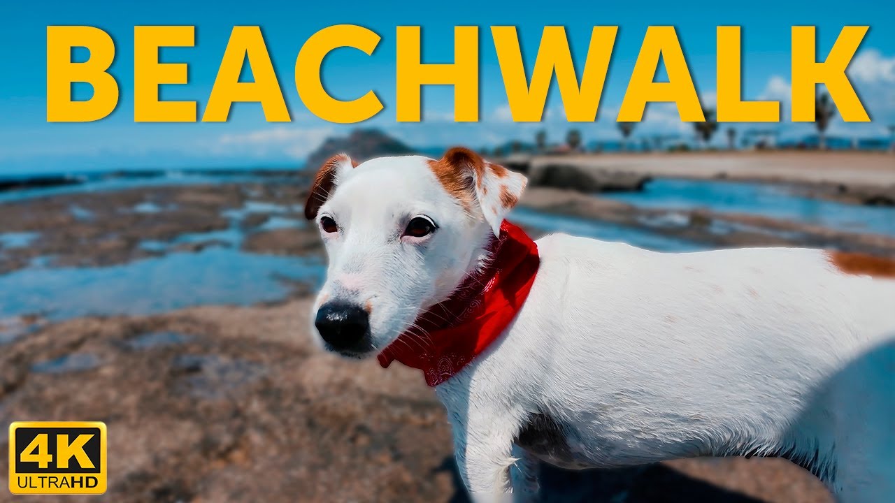 Собачий телевизор на Тенерифе: вулканический пляж [4K]