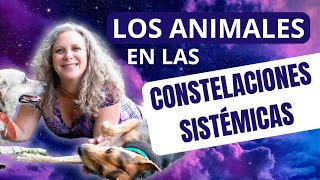 El rol de los Animales en las Constelaciones Sistémicas | Verónica Kenigstein