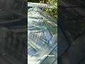 Coconut protection/ Truss Work/ old to New / Renovation Work
