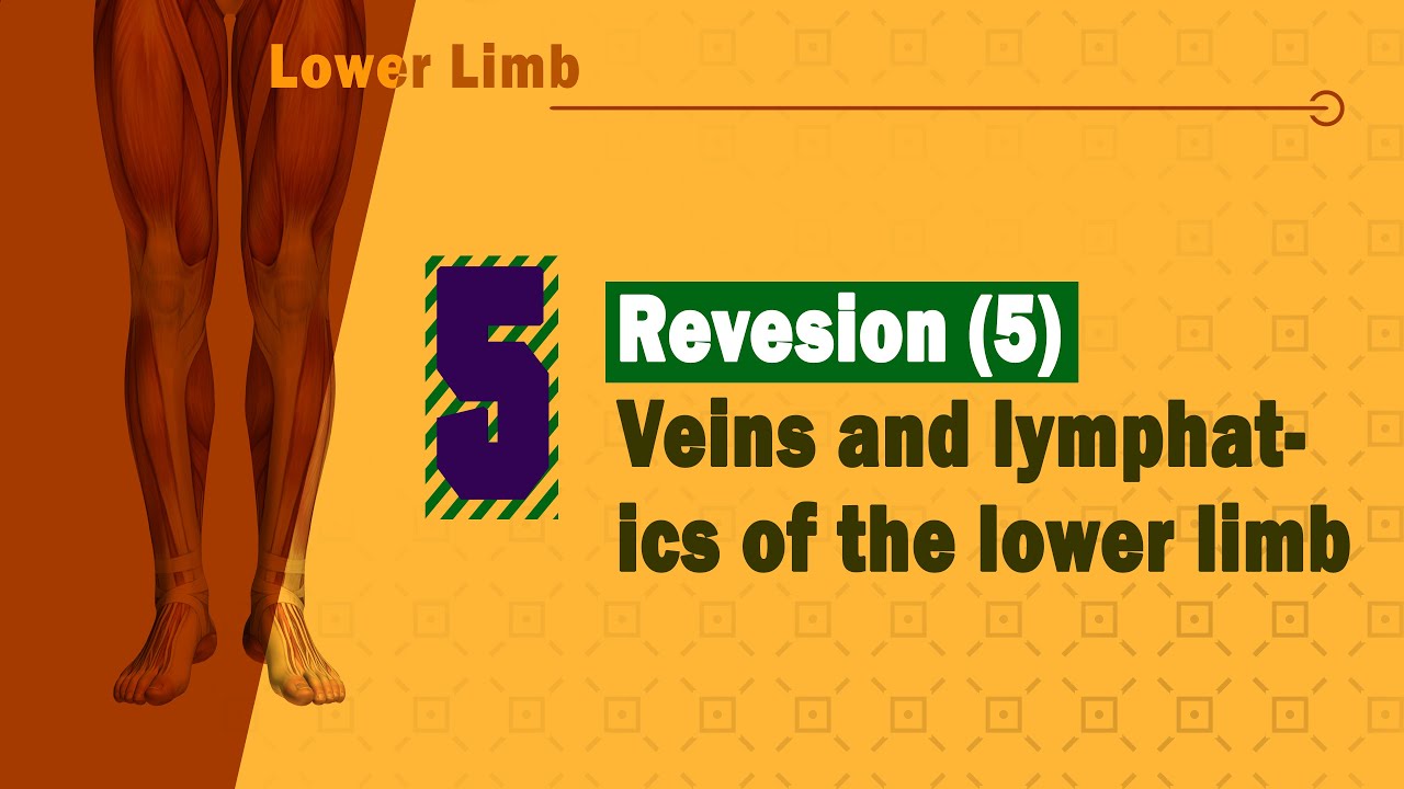 𝟎𝟓. 𝐋𝐨𝐰𝐞𝐫 𝐥𝐢𝐦𝐛 (𝐑𝐞𝐯𝐢𝐞𝐰 𝐨𝐟 𝐭𝐡𝐞 𝐯𝐞𝐢𝐧𝐬 𝐚𝐧𝐝 𝐥𝐲𝐦𝐩𝐡𝐚𝐭𝐢𝐜𝐬)
