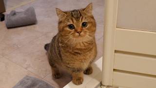 I was taking a long bath and cat Charo was worried and came to peek at me.