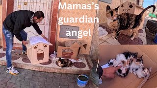 Mama cat was waiting for the surprise, but she was sad on the second day. by Feeding Street Cats 13,108 views 4 weeks ago 9 minutes, 11 seconds