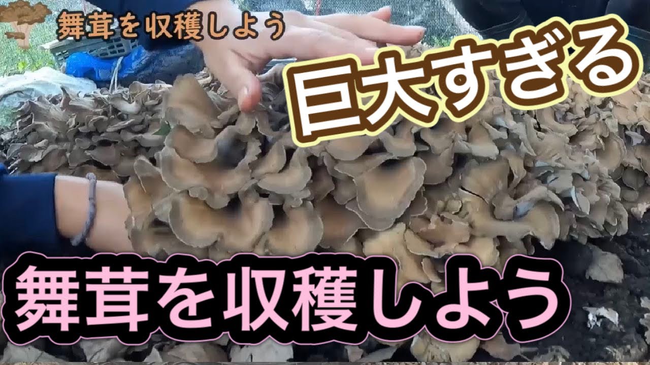 舞茸を収穫しよう!!