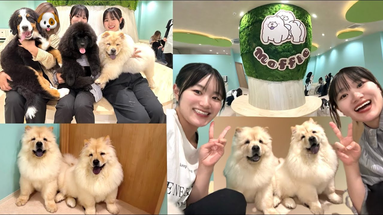 神奈川県内初‼️大型犬カフェ🐶