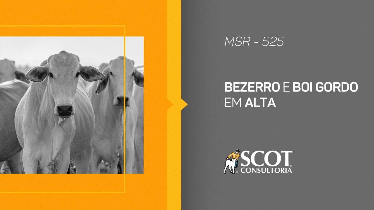 Mercado Sem Rodeios - Episódio 525 - Bezerro e boi gordo em alta