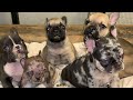 French Puppies Growing Big and Healthy