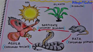 Como dibujar una cadena alimenticia fácil/ paso a paso/ DibujoYColor