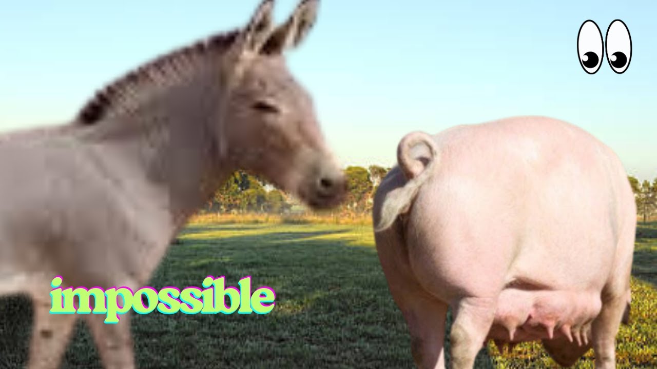 Скрытый от мира… Гибрид осла и свиньи!