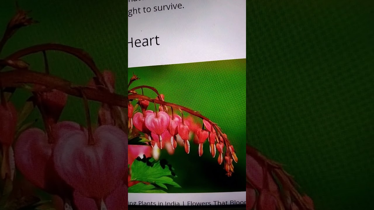 365 days flowering plants in India,,, Bharat me 365 din khilne wale phool,,,bleeding heart.