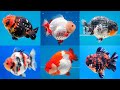 AQUAFAIR Kuala Lumpur 2023 (Malaysia) 马来西亚观赏鱼展览会 (金魚, 龍魚)