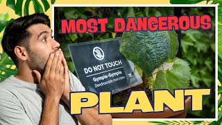 The 'Suicide Plant': Shocking Encounters with the World's Most Painful Stingers!