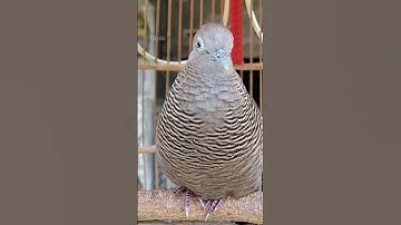 Perkutut Lokal GACOR Suara Kung Besar Pancingan Burung Perkutut Agar Cepat Bunyi #shorts