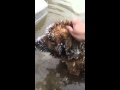 Flooded Dog Rescue