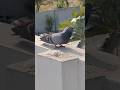 dove #dove #birds #birdlovers #kawinnawin