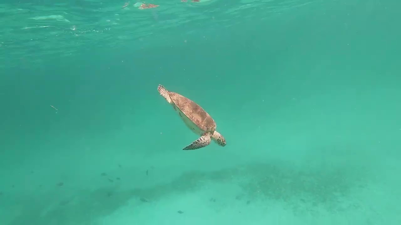 Tres Trapi Aruba Snorkel Turtles Rays