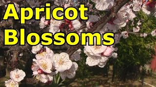 Beautiful Apricot Tree Blossoms