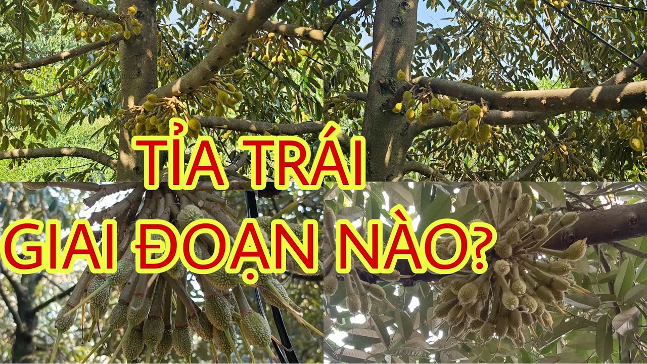 Tỉa trái giai đoạn nào hợp lí nhất? Cách tỉa như thế nào?