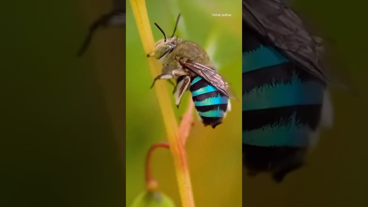 Meet the blue-banded bee 