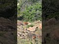 Whitetail bucks are starting to regrow their antlers. Indiahoma Rd, WMWR 6/16/26