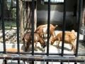 大宮公園　小動物園の動物たち の動画、YouTube動画。