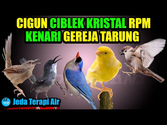 MASTER CIGUN CIBLEK KRISTAL RPM KENARI GERJA TARUNG Jeda Terapi Air Ampuh class=