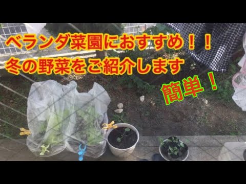 ベランダ菜園におすすめの冬の野菜をご紹介します Youtube