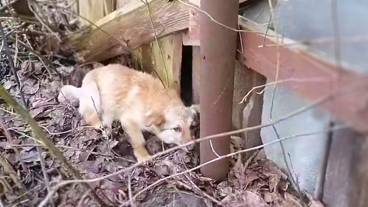21 Days in Isolation with Fractured Bones, and a Dog Desperately Awaiting Her Fate