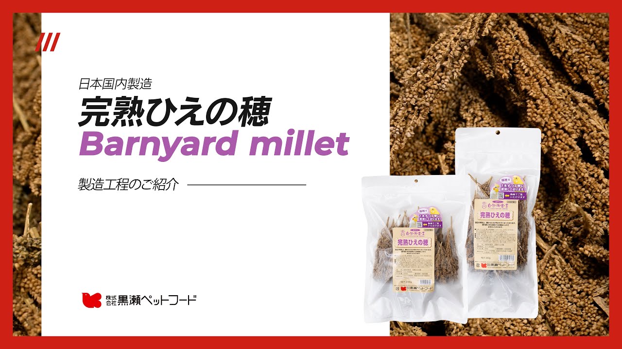 完熟ひえの穂 製造工程