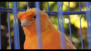 Best Canary Call for Mating  - تغريد انثى الكنار