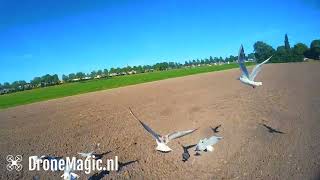 Birds & Fpv I Wouldnt Do This Without Prop Guards. Middenbeemster