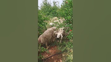 #القرآن_الكريم #الجزائر #تلاوة #المغرب #quran #السعودية #القرآن #محمد_الفقيه