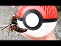 スズメバチ、ゲットだぜ！