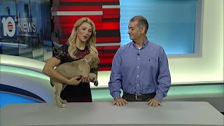 Adopt A Pet: Oct. 18